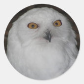 Sticker Rond Photo White Snowy Owl (Devant)