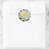 Sticker Rond Photo White Water Lily (Sac)