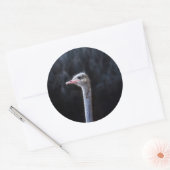 Sticker Rond Photographie d'autruche (Enveloppe)