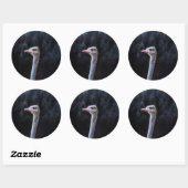 Sticker Rond Photographie d'autruche (Feuille)