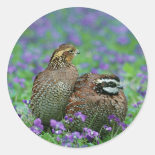 Sticker Rond Photographie de cailles