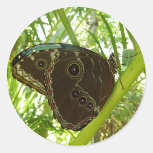 Sticker Rond Photographie de la nature du papillon Morpho bleu