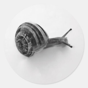 Sticker Rond Photographie de la nature d'un escargot de jardin
