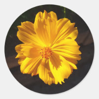 Photographie de macro à fleurs dorées