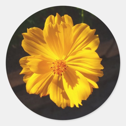 Sticker Rond Photographie de macro à fleurs dorées (Devant)