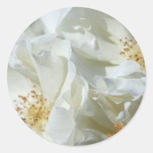 Sticker Rond Photographie florale de Roses blanches sauvages St