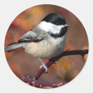 Sticker Rond Pickadee