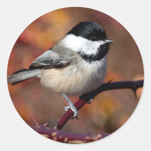 Sticker Rond Pickadee (Devant)