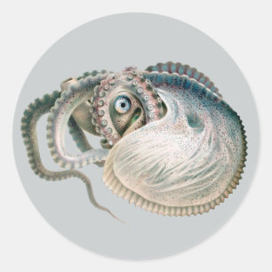 Sticker Rond Pieuvre Argonaute, Animaux de la Vie Marine Vintag