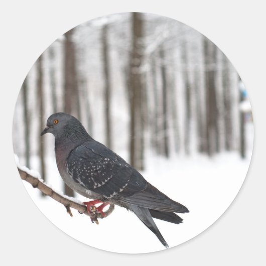 Sticker Rond Pigeon (Devant)