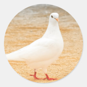 Sticker Rond Pigeon blanc mignon