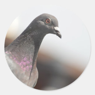 Sticker Rond Pigeon de course