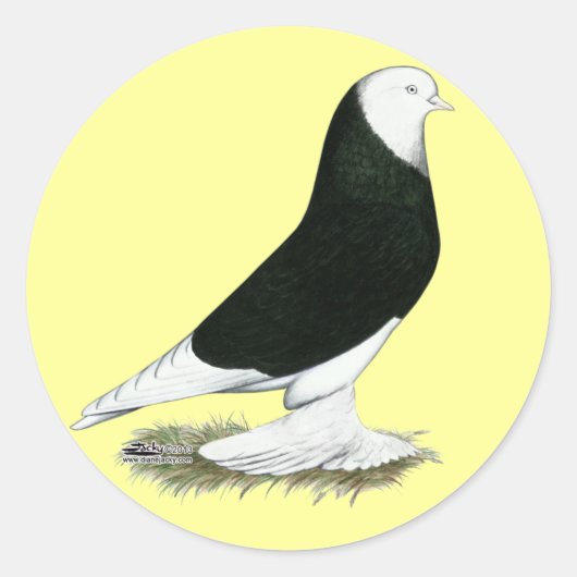 Sticker Rond Pigeon de l'ouest (Devant)