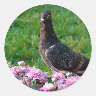 Sticker Rond Pigeon et maman