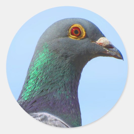 Sticker Rond Pigeon Homing (Devant)