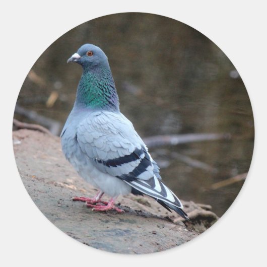 Sticker Rond Pigeon pacifique (Devant)