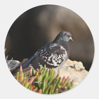 Sticker Rond Pigeon perché sur une falaise