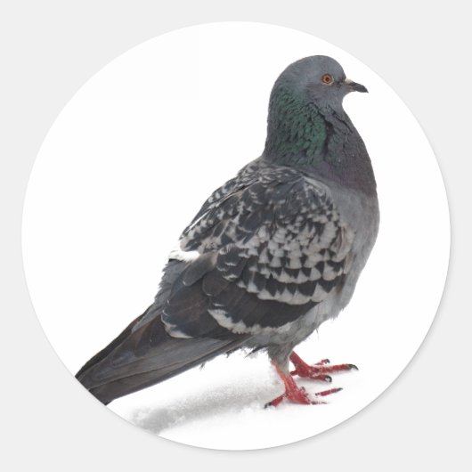 Sticker Rond Pigeons (Devant)