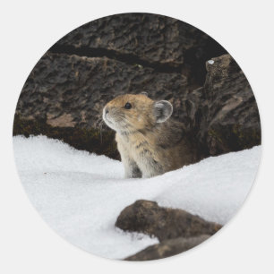 Sticker Rond Pika dans la neige