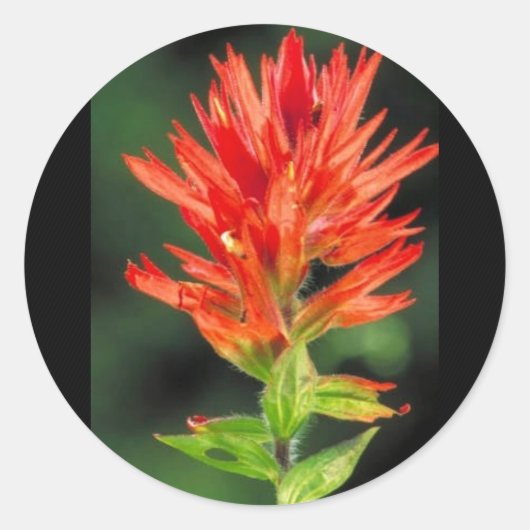 Sticker Rond Pinceau du Wyoming (Devant)