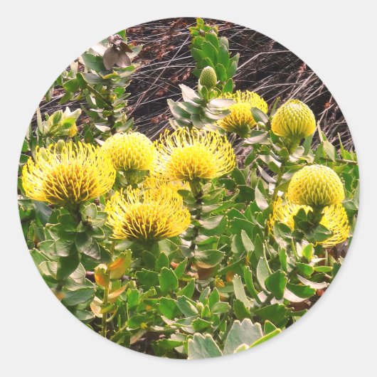 Sticker Rond Pincushion de hochet jaune Oiseau #1Stickers Class (Devant)