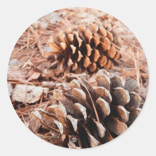 Sticker Rond Pinecones (Devant)
