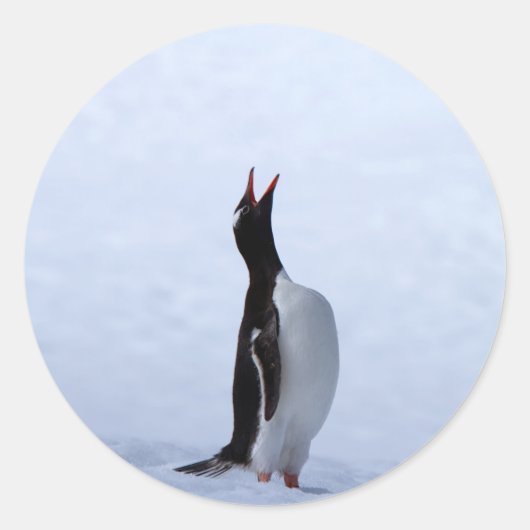Sticker Rond Pingouin Gentoo (Devant)