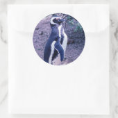 Sticker Rond Pingouin magélique dans la péninsule Valdes - Arge (Sac)