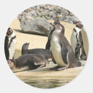 Sticker Rond Pingouins Humboldt