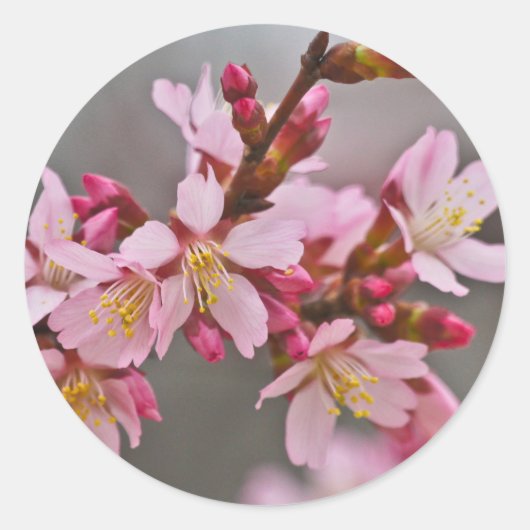 Sticker Rond Pink Against A Gray Sky Japanese Cherry Blossoms (Devant)