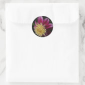 Sticker Rond Pink Anemone Dahlia Bloom Floral (Sac)