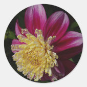 Sticker Rond Pink Anemone Dahlia Bloom Floral (Devant)