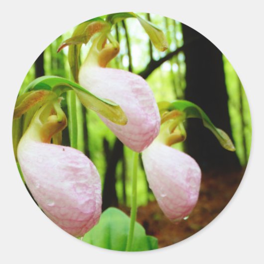 Sticker Rond Pink Lady Slipper sauvage orchidée (Devant)
