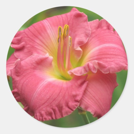 Sticker Rond Pink Lily - Daylily (Devant)