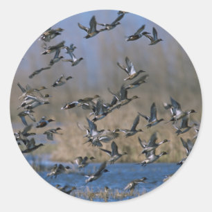 Sticker Rond Pintails en vol
