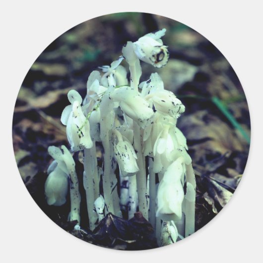 Sticker Rond Pipe indienne Fleur sauvage Champignons Nature (Devant)