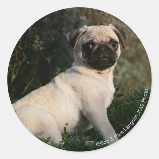 Sticker Rond Pipette Carlin assis (Devant)
