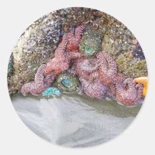 Sticker Rond Piscine à marée, plage de Ruby, parc national olym