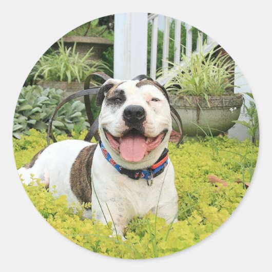 Sticker Rond Pit Bull T-Bone (Devant)