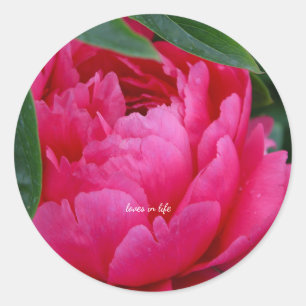 Sticker Rond Pivoine Rose Timide
