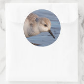 Sticker Rond Plage de sable fin Sanderling Flânes Plage d'hiver (Sac)