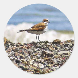 Sticker Rond Plages d'Oiseaux