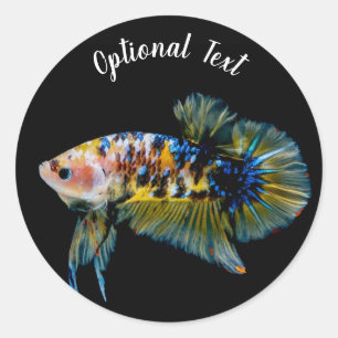 Sticker Rond Planquette colorée Betta Combattre le poisson