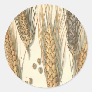 Sticker Rond Plante de blé résistante à la sécheresse, agricult