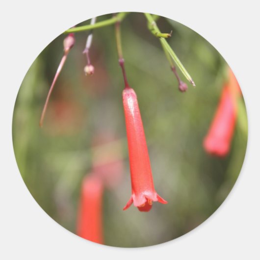 Sticker Rond Plante de panier (Devant)