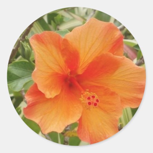 Sticker Rond plante d'hibiscus hawaïen orange (Devant)