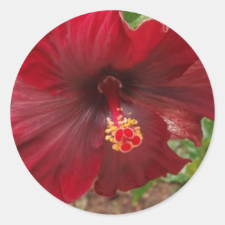 Sticker Rond plante d'hibiscus hawaïen rouge