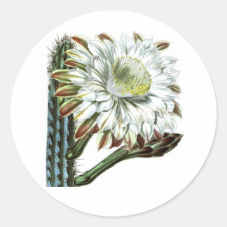 Sticker Rond Plante du désert de Cactus vert blanc