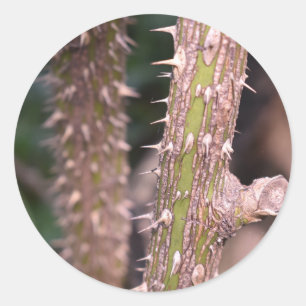 Sticker Rond Plante Stem Thorns Nature Park Photographie