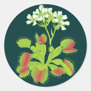 Sticker Rond Plante Vénus Flytrap